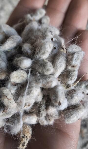 Bavlníkové semeno - detail
