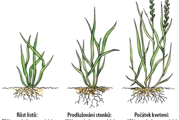 Obr. č. 2 - Fenofáze porostu