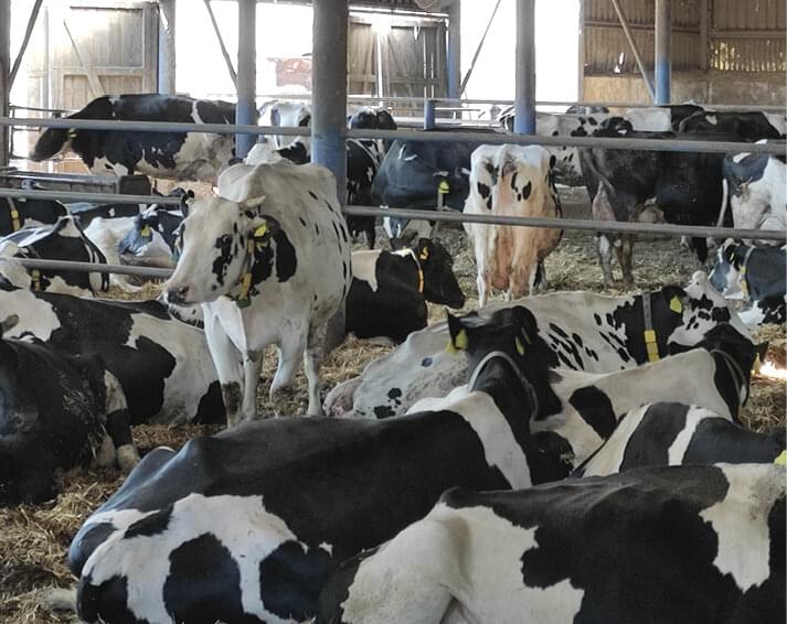 Maštaľ pre produkčné kravy vyžaduje dôkladné nastlanie slamou