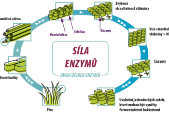 Obrázek č. 3 – Princip působení enzymů a jejich účinnost (zdroj: Lallemand).