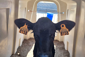 Písek jako podestýlka už od narození