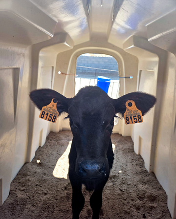 Písek jako podestýlka už od narození